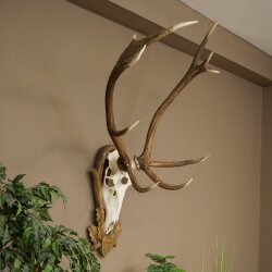 Rothirschgeweih 10 ender Hirsch Medaille bronzefarben Höhe 135 cm Hirschgeweih Geweih auf geschnitztem Trophäenschild