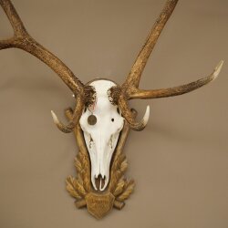 Rothirschgeweih 10 ender Hirsch Medaille bronzefarben Höhe 135 cm Hirschgeweih Geweih auf geschnitztem Trophäenschild