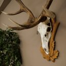 Rothirschgeweih 14 ender Hirsch Medaille silberfarben Höhe 127 cm Hirschgeweih Geweih auf geschnitztem Trophäenschild