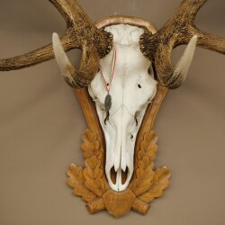 Rothirschgeweih 14 ender Hirsch Medaille silberfarben Höhe 127 cm Hirschgeweih Geweih auf geschnitztem Trophäenschild