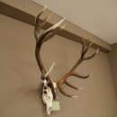 Bois de cerf rouge, cerf denviron 16 cors, CIC 196,36 IP, hauteur 107 cm, bois de cerf