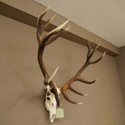 Bois de cerf rouge, cerf denviron 16 cors, CIC 196,36 IP, hauteur 107 cm, bois de cerf