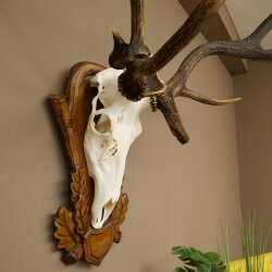 Rothirschgeweih ung. 10 ender abnormer Hirsch Höhe 110 cm Hirschgeweih Geweih auf geschnitztem Trophäenschild