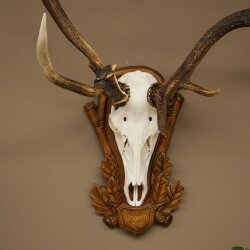 Rothirschgeweih ung. 10 ender abnormer Hirsch Höhe 110 cm Hirschgeweih Geweih auf geschnitztem Trophäenschild