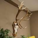 Rothirschgeweih ung. 16 ender Hirsch Medaille silberfarben Höhe 124 cm Hirschgeweih Geweih auf geschnitztem Trophäenschild