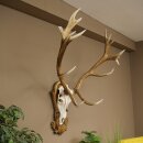 Rothirschgeweih ung. 16 ender Hirsch Medaille silberfarben Höhe 124 cm Hirschgeweih Geweih auf geschnitztem Trophäenschild