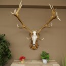 Rothirschgeweih ung. 16 ender Hirsch Medaille silberfarben Höhe 124 cm Hirschgeweih Geweih auf geschnitztem Trophäenschild