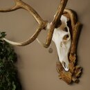 Rothirschgeweih ung. 16 ender Hirsch Medaille silberfarben Höhe 124 cm Hirschgeweih Geweih auf geschnitztem Trophäenschild