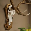 Rothirschgeweih ung. 16 ender Hirsch Medaille silberfarben Höhe 124 cm Hirschgeweih Geweih auf geschnitztem Trophäenschild