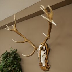 Rothirschgeweih ung. 16 ender Hirsch Medaille silberfarben Höhe 124 cm Hirschgeweih Geweih auf geschnitztem Trophäenschild