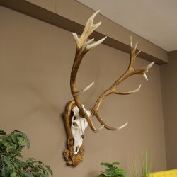 Rothirschgeweih ung. 16 ender Hirsch Medaille silberfarben Höhe 124 cm Hirschgeweih Geweih auf geschnitztem Trophäenschild