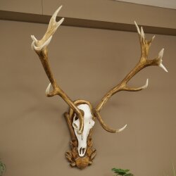 Rothirschgeweih ung. 16 ender Hirsch Medaille silberfarben Höhe 124 cm Hirschgeweih Geweih auf geschnitztem Trophäenschild