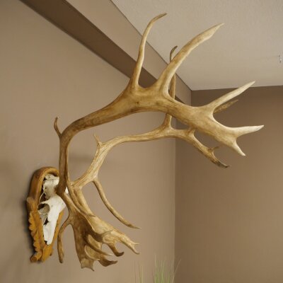 Rentier Geweih Karibu Caribou Ren Rentier Geweih Schädeltrophäe auf geschnitztem Trophäenschild 78.37