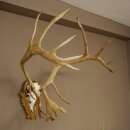 Rentier Geweih Karibu Caribou Ren Rentier Geweih Schädeltrophäe auf geschnitztem Trophäenschild 78.37