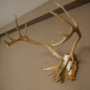 Rentier Geweih Karibu Caribou Ren Rentier Geweih Schädeltrophäe auf geschnitztem Trophäenschild 78.37