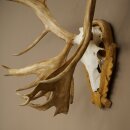 Rentier Geweih Karibu Caribou Ren Rentier Geweih Schädeltrophäe auf geschnitztem Trophäenschild 78.37