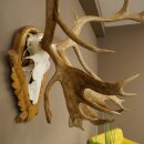 Rentier Geweih Karibu Caribou Ren Rentier Geweih Schädeltrophäe auf geschnitztem Trophäenschild 78.37