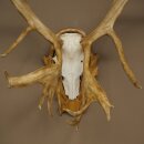 Rentier Geweih Karibu Caribou Ren Rentier Geweih Schädeltrophäe auf geschnitztem Trophäenschild 78.37