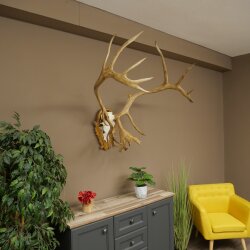 Rentier Geweih Karibu Caribou Ren Rentier Geweih Schädeltrophäe auf geschnitztem Trophäenschild 78.37
