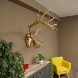 Rentier Geweih Karibu Caribou Ren Rentier Geweih Schädeltrophäe auf geschnitztem Trophäenschild 78.37