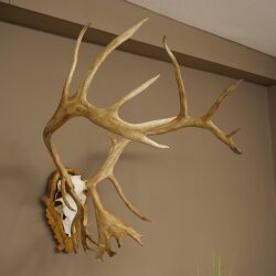 Rentier Geweih Karibu Caribou Ren Rentier Geweih Schädeltrophäe auf geschnitztem Trophäenschild 78.37