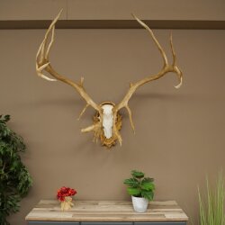 Rentier Geweih Karibu Caribou Ren Rentier Geweih Schädeltrophäe auf geschnitztem Trophäenschild 78.37