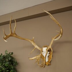 Rentier Geweih Karibu Caribou Ren Rentier Geweih Schädeltrophäe auf geschnitztem Trophäenschild 78.37