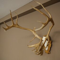 Rentier Geweih Karibu Caribou Ren Rentier Geweih Schädeltrophäe auf geschnitztem Trophäenschild 78.37