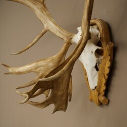 Rentier Geweih Karibu Caribou Ren Rentier Geweih Schädeltrophäe auf geschnitztem Trophäenschild 78.37