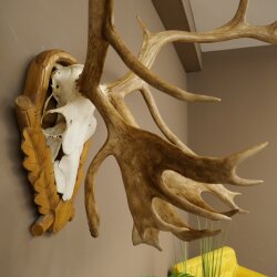 Rentier Geweih Karibu Caribou Ren Rentier Geweih Schädeltrophäe auf geschnitztem Trophäenschild 78.37