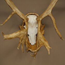 Rentier Geweih Karibu Caribou Ren Rentier Geweih Schädeltrophäe auf geschnitztem Trophäenschild 78.37