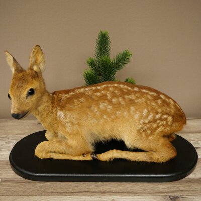 Rehkitz Präparat liegend älteres Reh Kitz Höhe 31 cm Bambi Tierpräparat 89.11.79