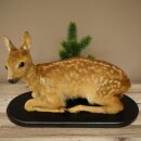 Lying fawn mount, older fawn, height 31 cm, Bambi animal...
