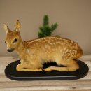 Faux-gibier : faon couché, faon plus...