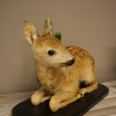 Rehkitz Präparat liegend älteres Reh Kitz Höhe 31 cm Bambi Tierpräparat 89.11.79