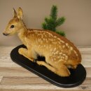 Rehkitz Präparat liegend älteres Reh Kitz Höhe 31 cm Bambi Tierpräparat 89.11.79