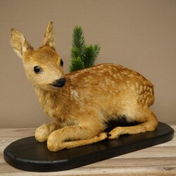 Rehkitz Präparat liegend älteres Reh Kitz Höhe 31 cm Bambi Tierpräparat 89.11.79