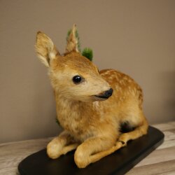Rehkitz Präparat liegend älteres Reh Kitz Höhe 31 cm Bambi Tierpräparat 89.11.79
