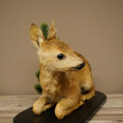 Rehkitz Präparat liegend älteres Reh Kitz Höhe 31 cm Bambi Tierpräparat 89.11.79