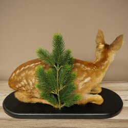 Rehkitz Präparat liegend älteres Reh Kitz Höhe 31 cm Bambi Tierpräparat 89.11.79
