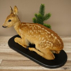 Rehkitz Präparat liegend älteres Reh Kitz Höhe 31 cm Bambi Tierpräparat 89.11.79