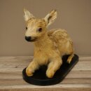 Rehkitz Präparat liegend auf schwarzer Platte älteres Reh Kitz Höhe 30 cm Bambi Tierpräparat 89.11.80