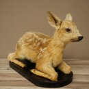 Rehkitz Präparat liegend auf schwarzer Platte älteres Reh Kitz Höhe 30 cm Bambi Tierpräparat 89.11.80