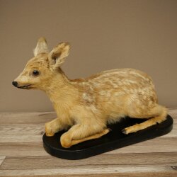 Rehkitz Präparat liegend auf schwarzer Platte älteres Reh Kitz Höhe 30 cm Bambi Tierpräparat 89.11.80