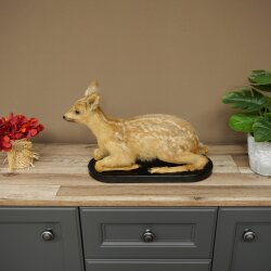 Rehkitz Präparat liegend auf schwarzer Platte älteres Reh Kitz Höhe 30 cm Bambi Tierpräparat 89.11.80