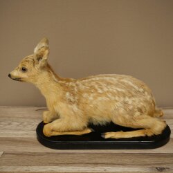 Rehkitz Präparat liegend auf schwarzer Platte älteres Reh Kitz Höhe 30 cm Bambi Tierpräparat 89.11.80
