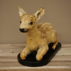 Rehkitz Präparat liegend auf schwarzer Platte älteres Reh Kitz Höhe 30 cm Bambi Tierpräparat 89.11.80