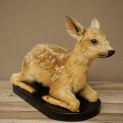 Rehkitz Präparat liegend auf schwarzer Platte älteres Reh Kitz Höhe 30 cm Bambi Tierpräparat 89.11.80