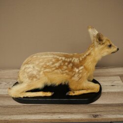 Rehkitz Präparat liegend auf schwarzer Platte älteres Reh Kitz Höhe 30 cm Bambi Tierpräparat 89.11.80