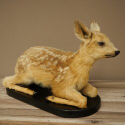 Rehkitz Präparat liegend auf schwarzer Platte älteres Reh Kitz Höhe 30 cm Bambi Tierpräparat 89.11.80